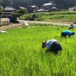 田んぼの草取り①