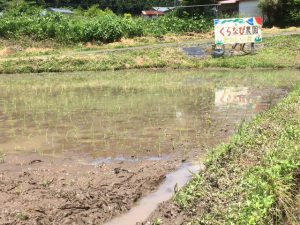 田植え後の田んぼ